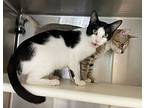 Lily, Domestic Shorthair For Adoption In Carrollton, Georgia
