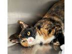 Irini, Domestic Shorthair For Adoption In Carrollton, Georgia