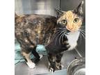 Irmo, Domestic Shorthair For Adoption In Carrollton, Georgia