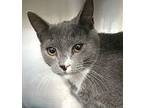 Icor, Manx For Adoption In Carrollton, Georgia