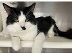 Fabio, Domestic Longhair For Adoption In Carrollton, Georgia