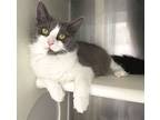 Fannie, Domestic Longhair For Adoption In Carrollton, Georgia