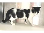 Max, Domestic Shorthair For Adoption In Carrollton, Georgia