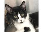 Joanna, Domestic Shorthair For Adoption In Carrollton, Georgia