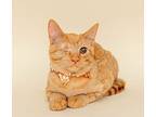 Woody, Domestic Mediumhair For Adoption In Wyandotte, Michigan
