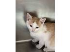 Andy, Domestic Shorthair For Adoption In Paris, Kentucky
