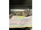 Eye'm Watching You, Wazowski, Domestic Shorthair For Adoption In Richmond