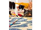 Aemond Catgaryen, Domestic Shorthair For Adoption In Provo, Utah