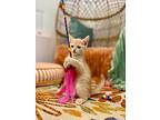 Oliver (ollie) Oodle, Domestic Shorthair For Adoption In Provo, Utah
