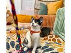 Jacaerys Catgaryen, Domestic Shorthair For Adoption In Provo, Utah