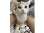 Mica, Domestic Shorthair For Adoption In San Diego, California