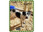 Trudy, Terrier (unknown Type, Medium) For Adoption In Granbury, Texas