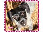 Tracy, Terrier (unknown Type, Medium) For Adoption In Granbury, Texas