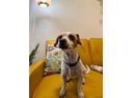 Landon Waller, Dachshund For Adoption In Provo, Utah