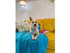 Braveheart Bunke, Border Terrier For Adoption In Provo, Utah