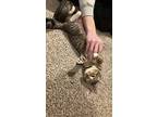 Libby (24-243 C), Domestic Shorthair For Adoption In Saint Johns, Michigan