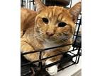 Howard, Domestic Shorthair For Adoption In Acworth, Georgia