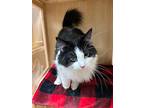 Lili, Domestic Mediumhair For Adoption In Steinbach, Manitoba