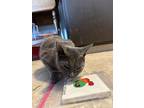 Wilson (24-204 C), Domestic Shorthair For Adoption In Saint Johns, Michigan