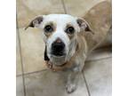 Finnegan (mcas), Dachshund For Adoption In Troutdale, Oregon