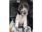 Ash, Schnauzer (standard) For Adoption In Torrance, California