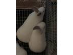 courtesy Post** Burnt Marshmallow "malo, Californian For Adoption In