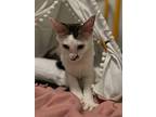 Rihanna Ravenclaw, Domestic Shorthair For Adoption In Chandler, Arizona