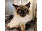 The General, Himalayan For Adoption In Kamloops, British Columbia
