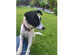 Sunshine, Rat Terrier For Adoption In Key Largo, Florida
