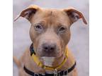 Cantina, American Pit Bull Terrier For Adoption In New York, New York