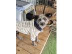 Ash, Schnauzer (standard) For Adoption In Palisade Park, New Jersey