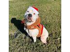 Skye, American Pit Bull Terrier For Adoption In Norwalk, Connecticut