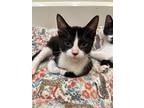 Chaz, Domestic Shorthair For Adoption In Dearborn, Michigan