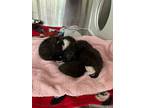 Labarbara, Domestic Shorthair For Adoption In Dearborn, Michigan