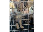 Pocus, Domestic Shorthair For Adoption In Dearborn, Michigan