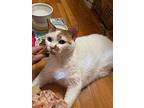 Daisy, Domestic Shorthair For Adoption In Tucson, Arizona