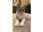 Dosha, Domestic Shorthair For Adoption In Warren, Connecticut