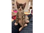Glinda, Domestic Shorthair For Adoption In Warren, Connecticut