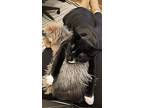 Squeaks Bonded To Sara, Domestic Shorthair For Adoption In Duncan