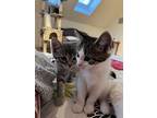 Nessarose, Domestic Shorthair For Adoption In Warren, Connecticut