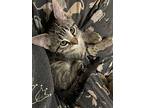 Miss Coodle, Exotic For Adoption In Warren, Connecticut