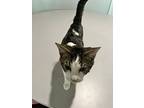 Pancake, Domestic Shorthair For Adoption In O'fallon, Missouri
