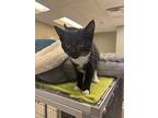 Boots, Domestic Shorthair For Adoption In Kalamazoo, Michigan