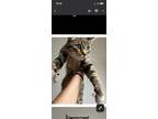 Coral, Domestic Shorthair For Adoption In Lafayette, Colorado