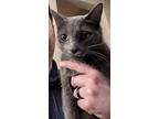 Hazy, Domestic Shorthair For Adoption In Grand Rapids, Michigan