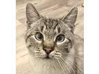 Morris, Siamese For Adoption In Lafayette, Colorado