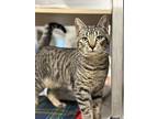 Jinx, Domestic Shorthair For Adoption In San Luis Obispo, California