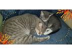 Una & Isla, Domestic Shorthair For Adoption In Providence Forge, Virginia