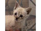 Cam, Siamese For Adoption In Ocala, Florida