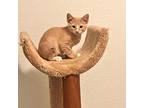 Can You Hear Me Now?, Domestic Shorthair For Adoption In Boerne, Texas